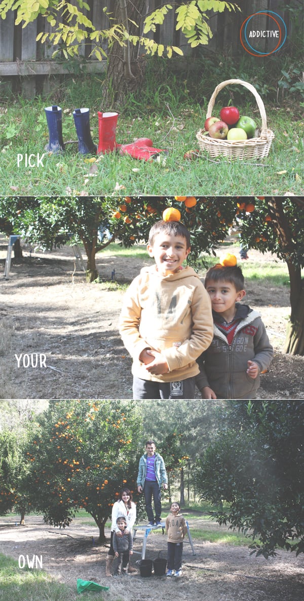 We love PYO - Pick Your Own! It is so addictive!