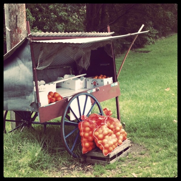 Buying oranges from a farm gate in Dural.