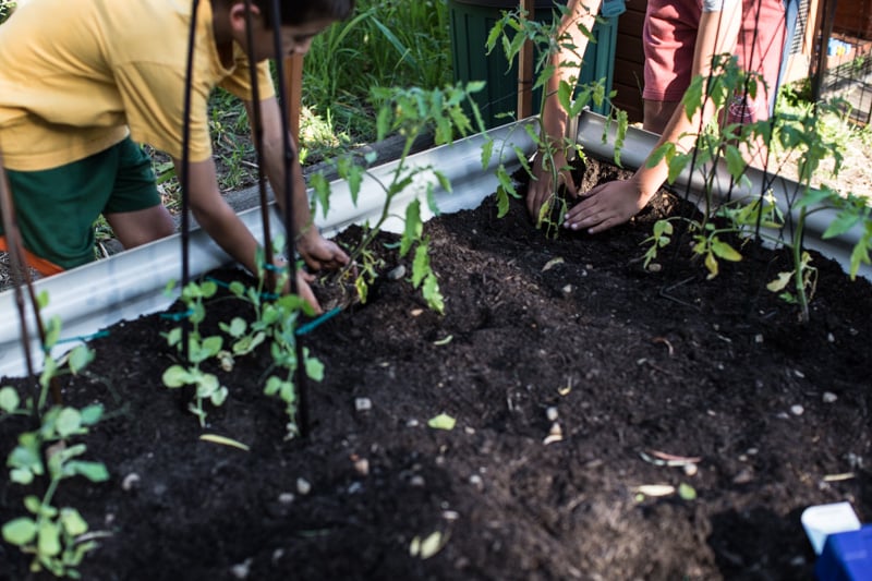 Planting A Spring Veggie Patch With The Kids - Sneh Roy, photo