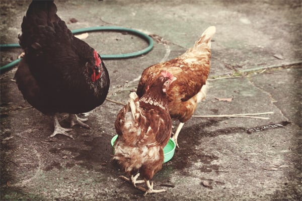 Toad - The Australorp