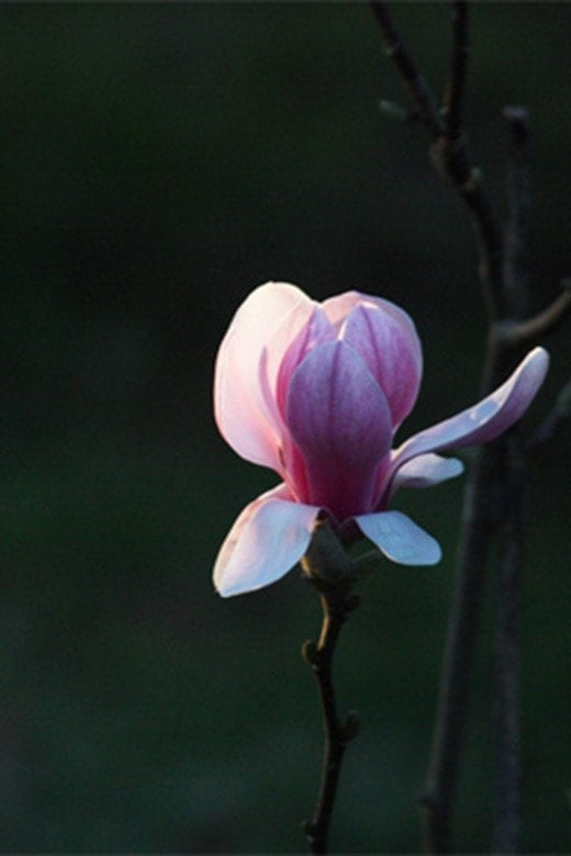 magnolia