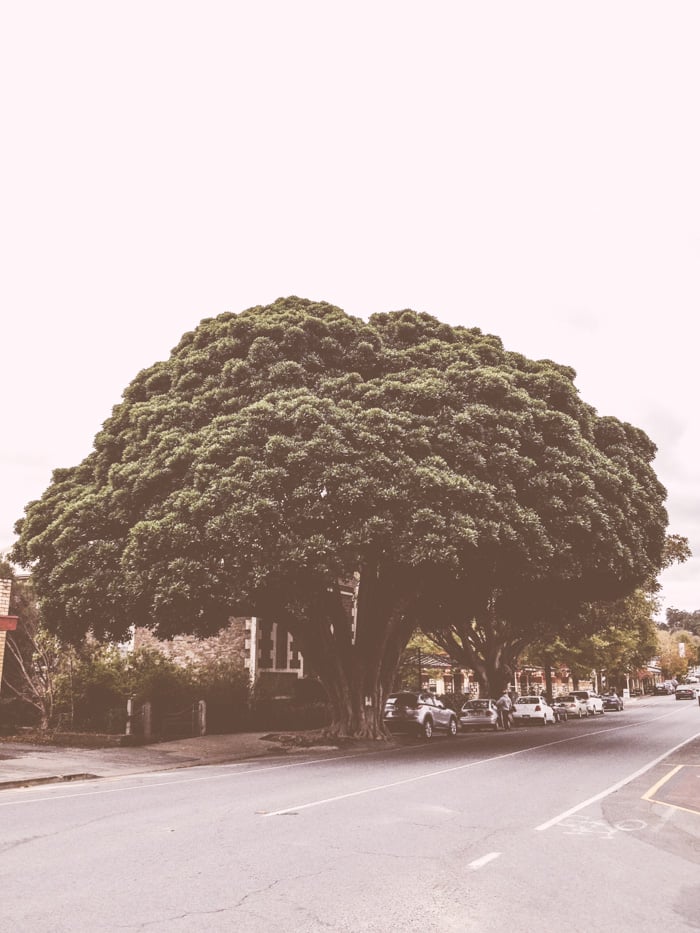 Broccoli Tree - Barossa Valley