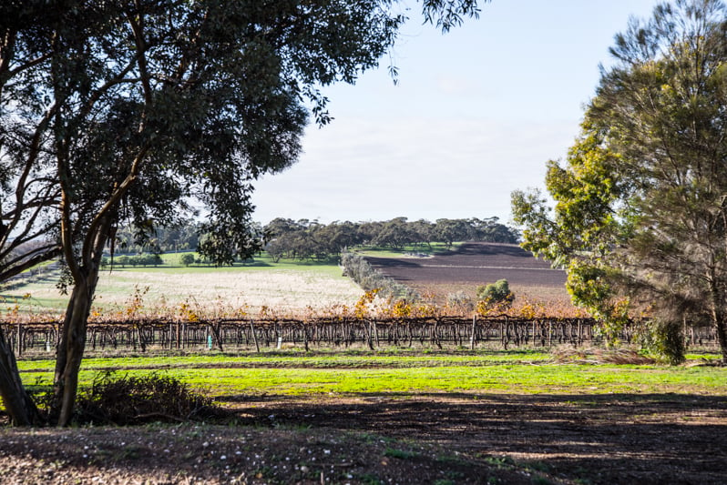 Barossa Valley - Cook Republic