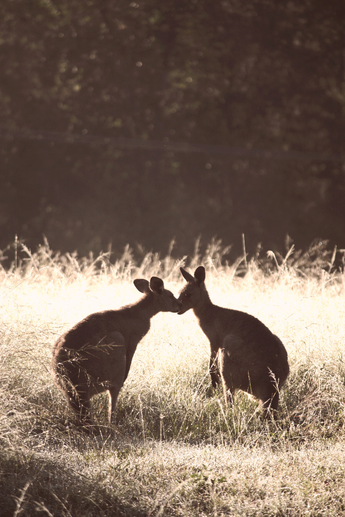 Camping/A Tender Moment - Cook Republic