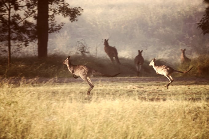 Camping With Kangaroos - Cook Republic