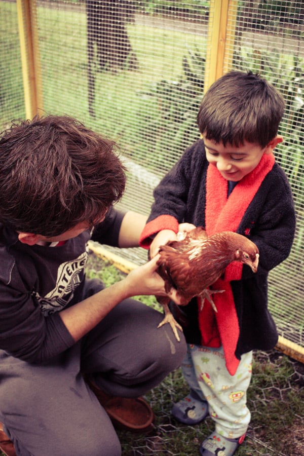 Petting Chooks