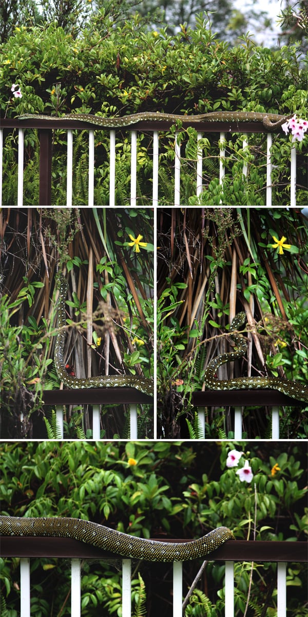 DiamonD Python in A Sydney Bush Backyard