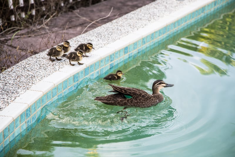 Ducklings - Photo, Sneh Roy