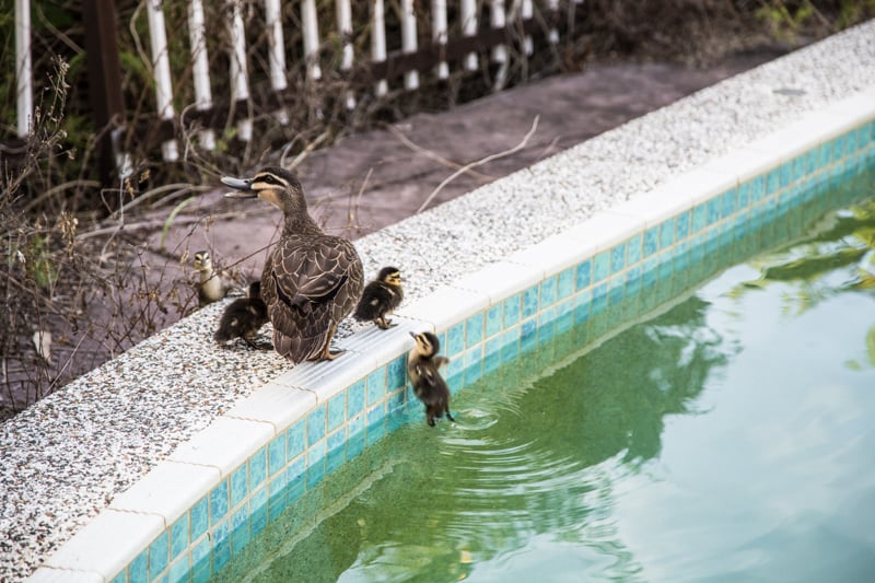 Wild Bush Duck & Ducklings - Cook Republic