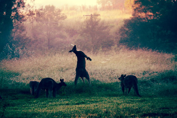 Favourites List April 2012 - Kangaroos In The Mist