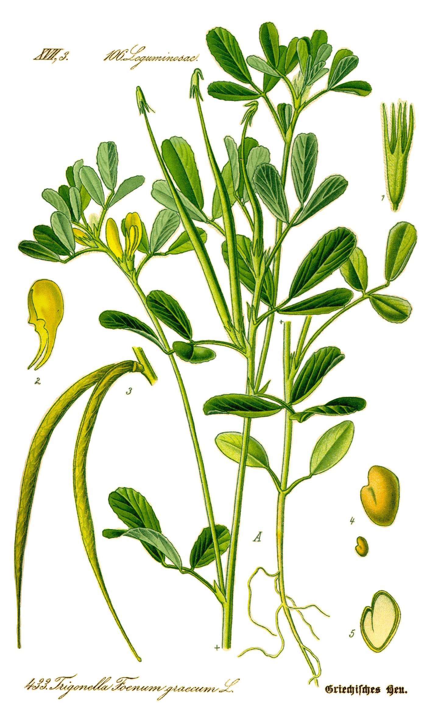 Fenugreek - Cook Republic