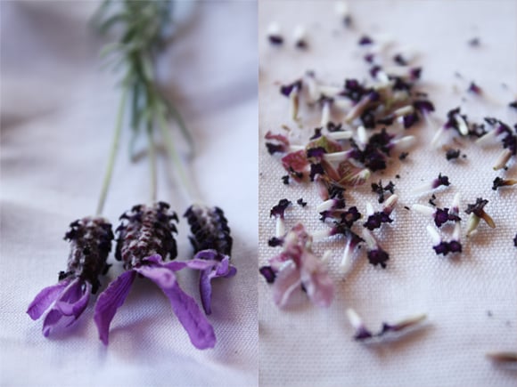 Lavender stalks and flowers from the garden.