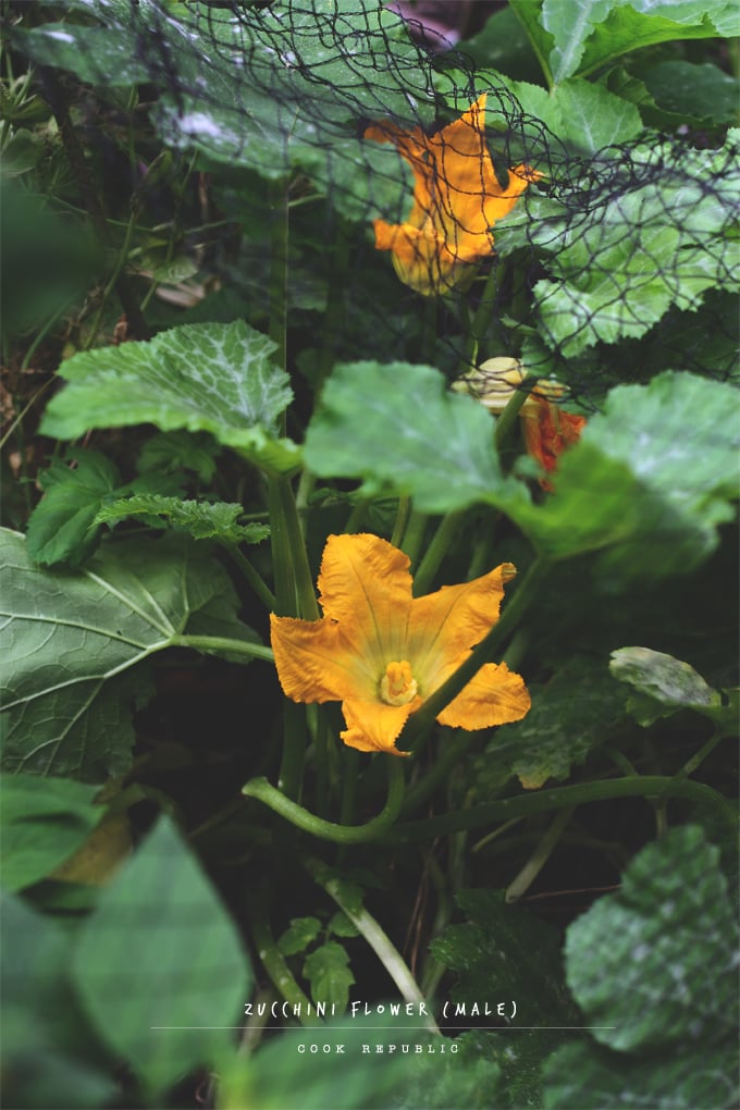 Zucchini Flower - Cook Republic