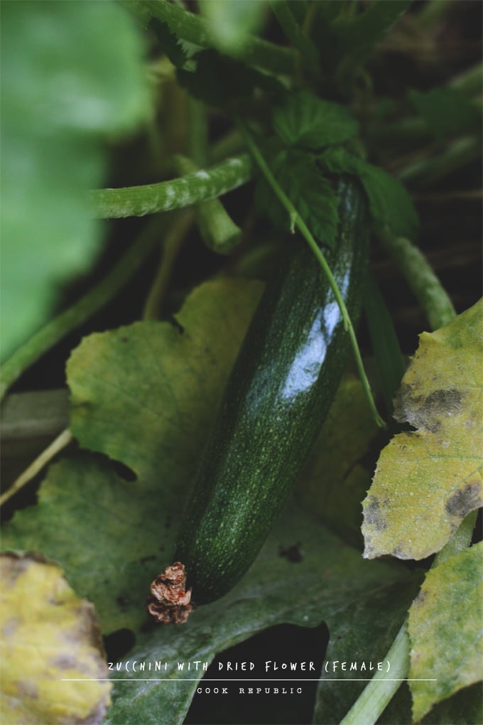 Home grown zucchini - Cook Republic