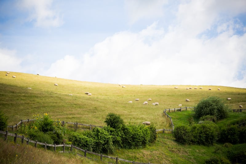 New Zealand Travel Stories - Photo, Sneh Roy