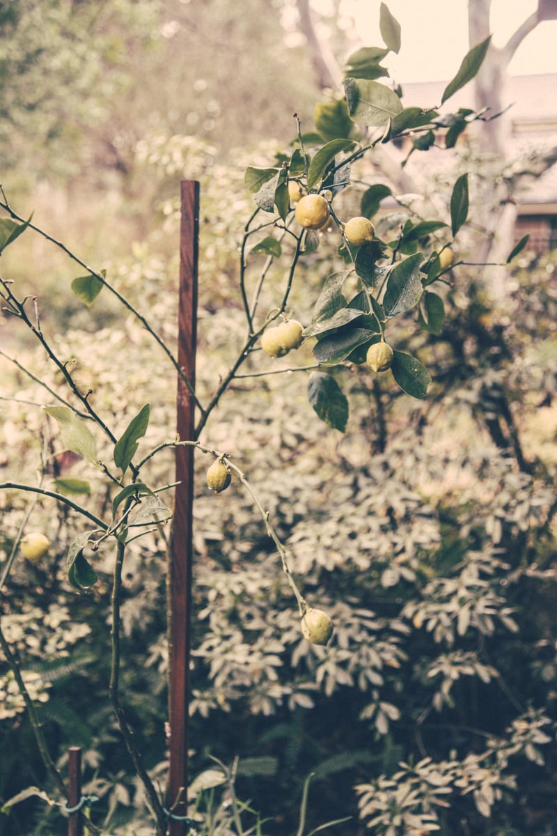 Lemons & Rain - Sneh Roy, photo