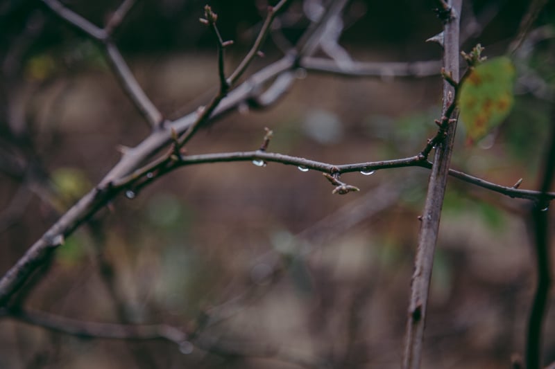 Raindrops - Sneh Roy, photo