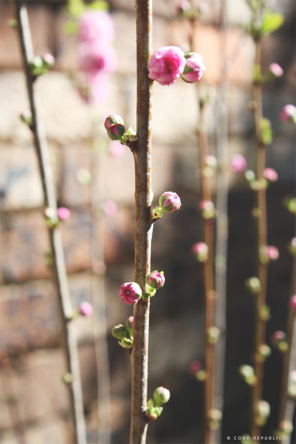 Cherry Blossoms - Cook Republic