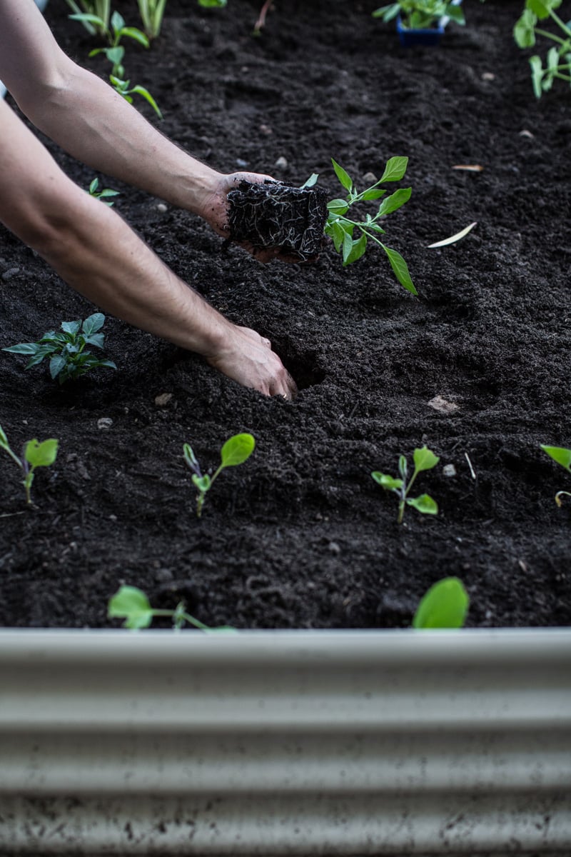 Planting A Spring Veggie Garden - Cook Republic