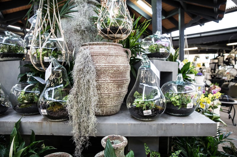 Terrariums - Cook Republic