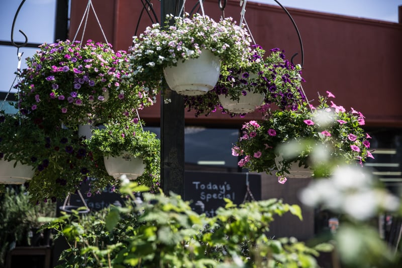 Spring Flowers At the Nursery - Cook Republic