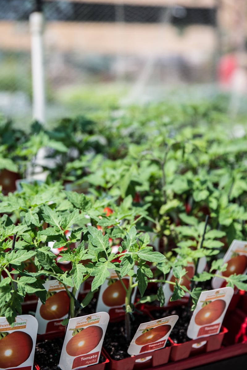 Tomatoes - Sneh Roy photo