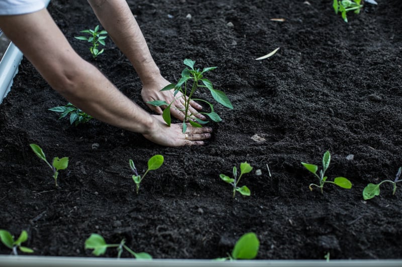 Planting A Veggie Patch - Cook Republic