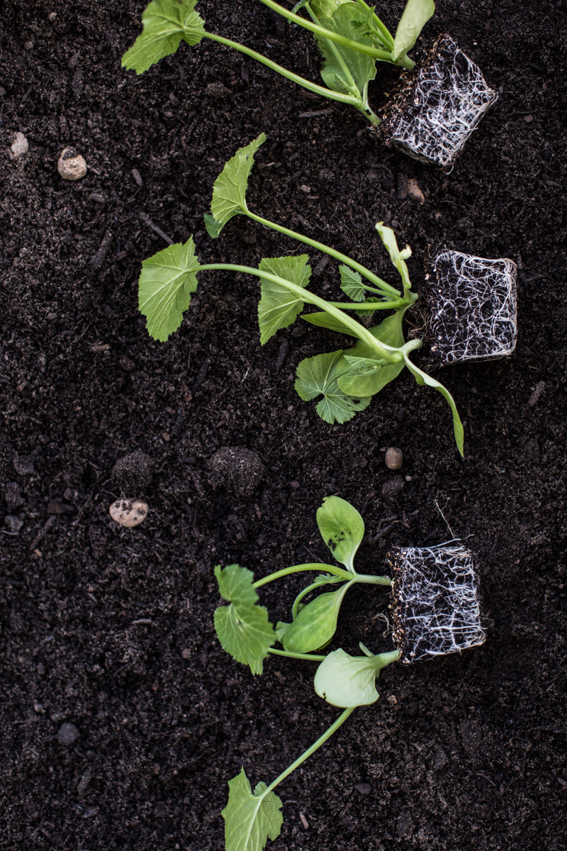 Veggie Patch - Sneh Roy, photo