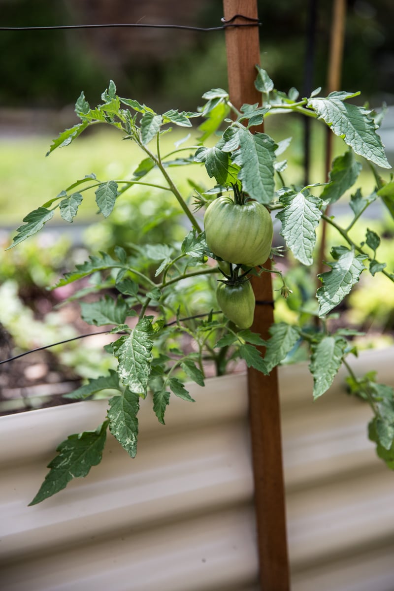 Heirloom Tomatoes - Sneh Roy, photo.