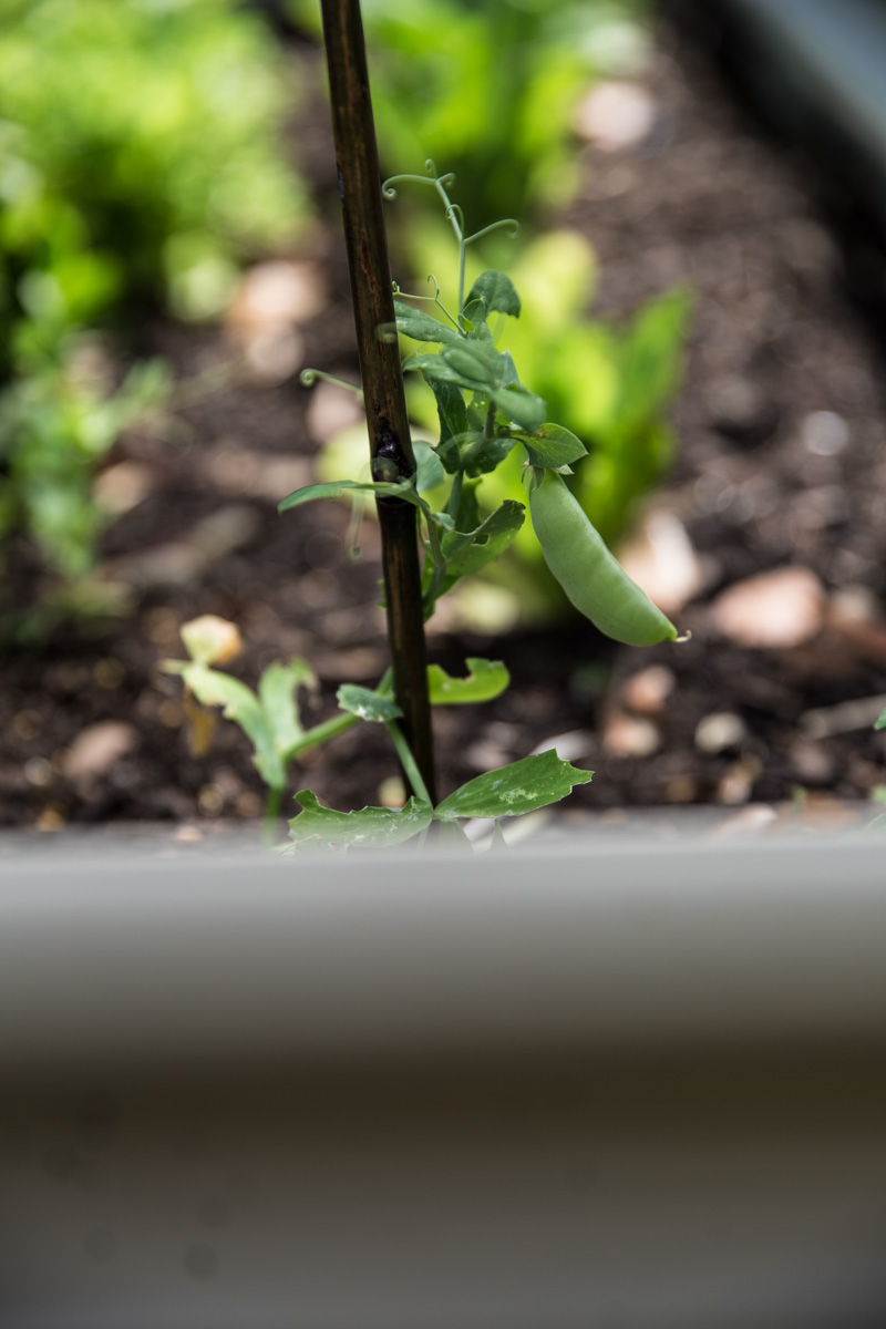 Peas - Sneh Roy, photo