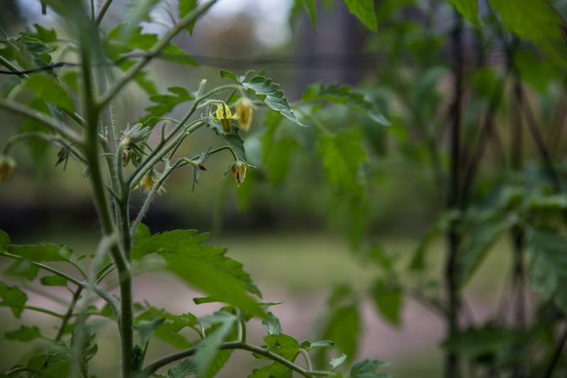 Tomato Flowers - Cook Republic