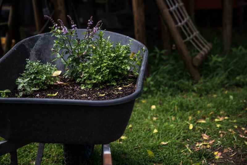 Herbs In Wheelbarrow - Sneh Roy, photo