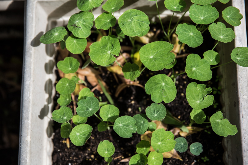 Nasturtiums - Cook Republic