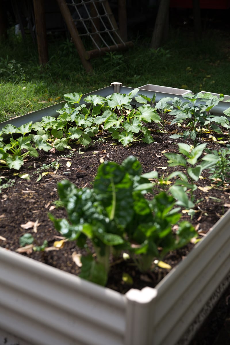 Zucchinis And Eggplant - Sneh Roy, photo