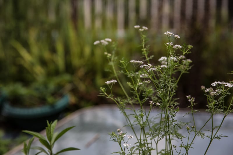 Coriander Seeds - Cook Republic