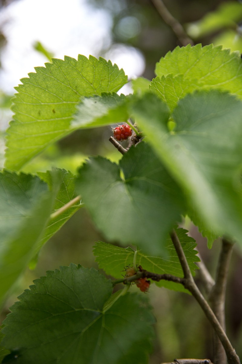 Mulberry - Sneh Roy, photo