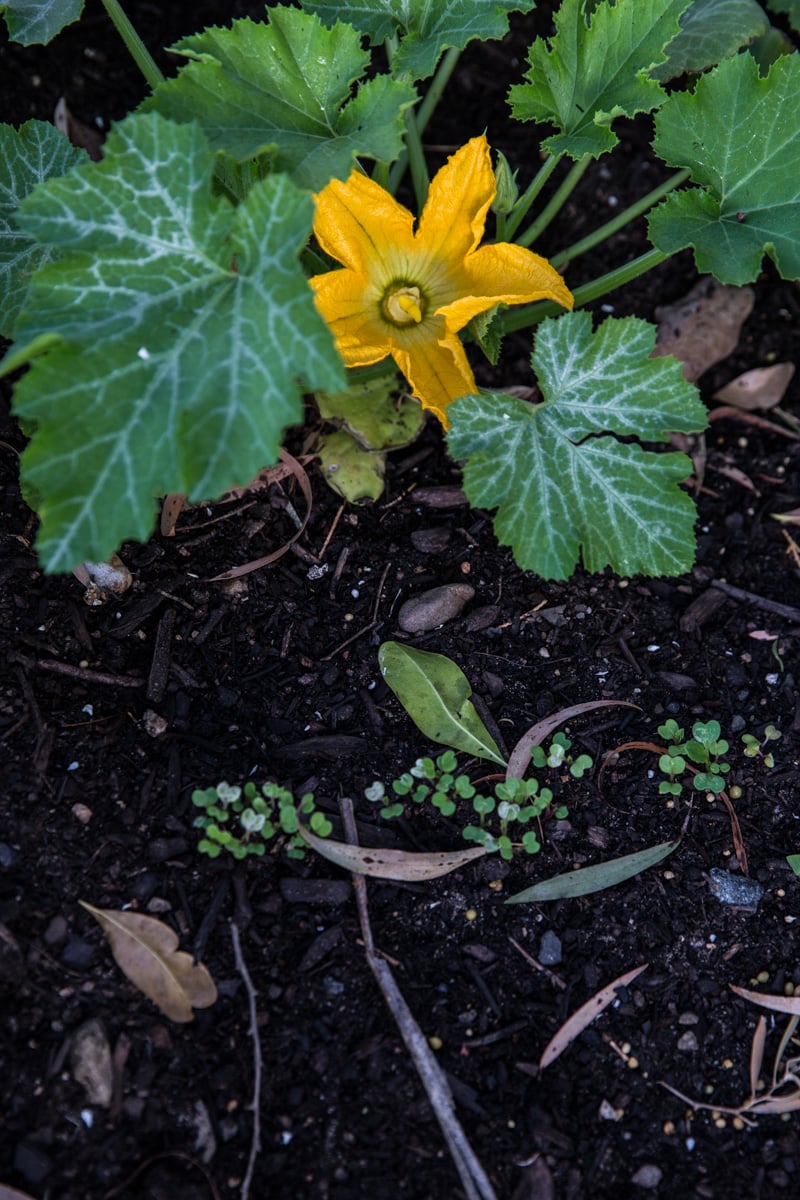 Zucchini Flower - Sneh Roy, photo