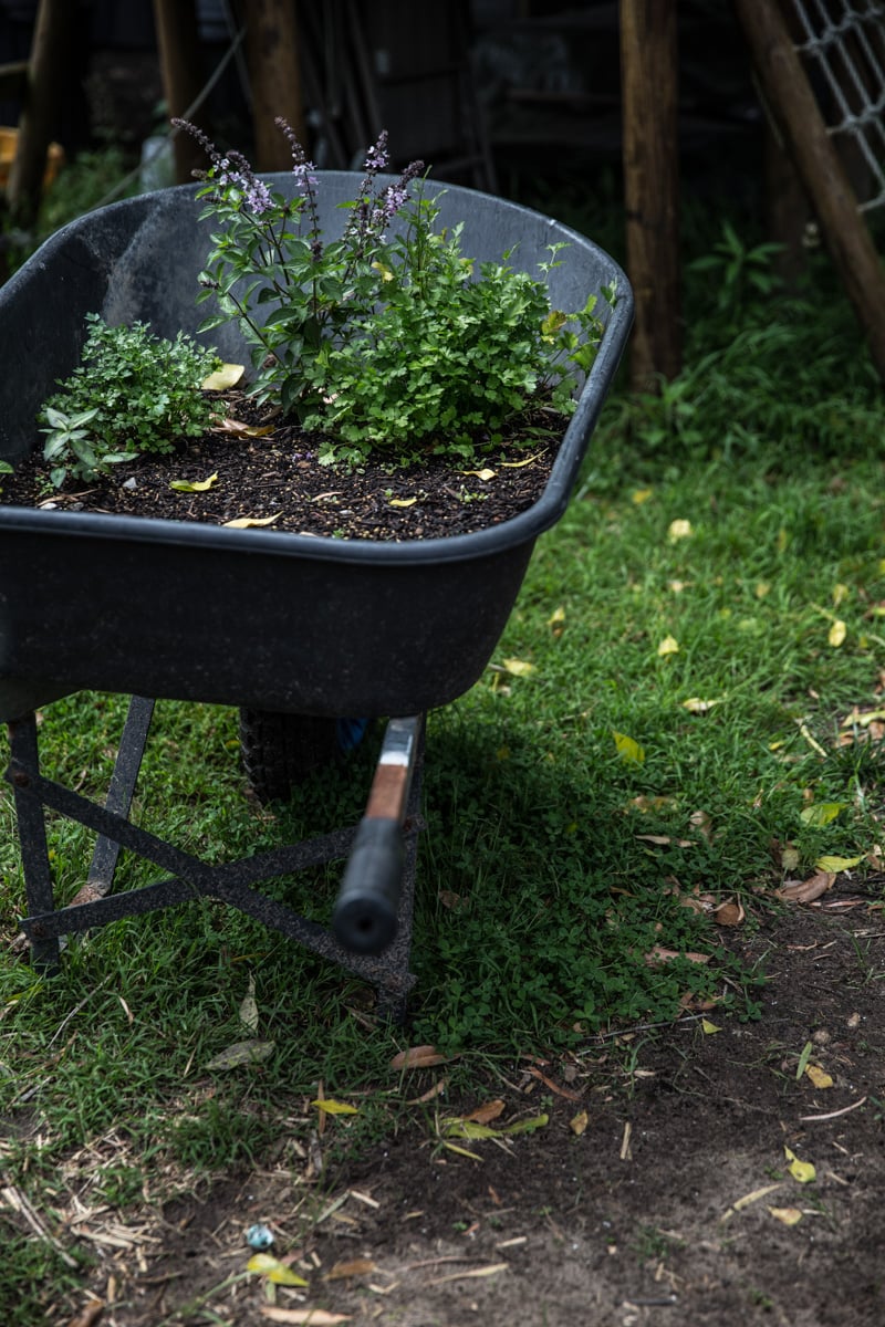 Herbs In Wheelbarrow - Sneh Roy, photo