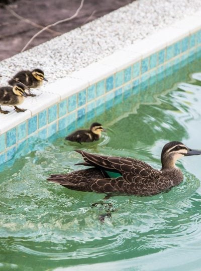 Ducks in our pool