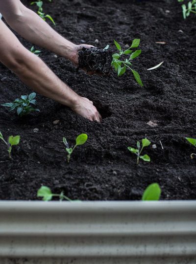 Setting Up A Spring Veggie Patch, Test Driving Ford Kuga Plus Win $500 Temple And Webster Voucher