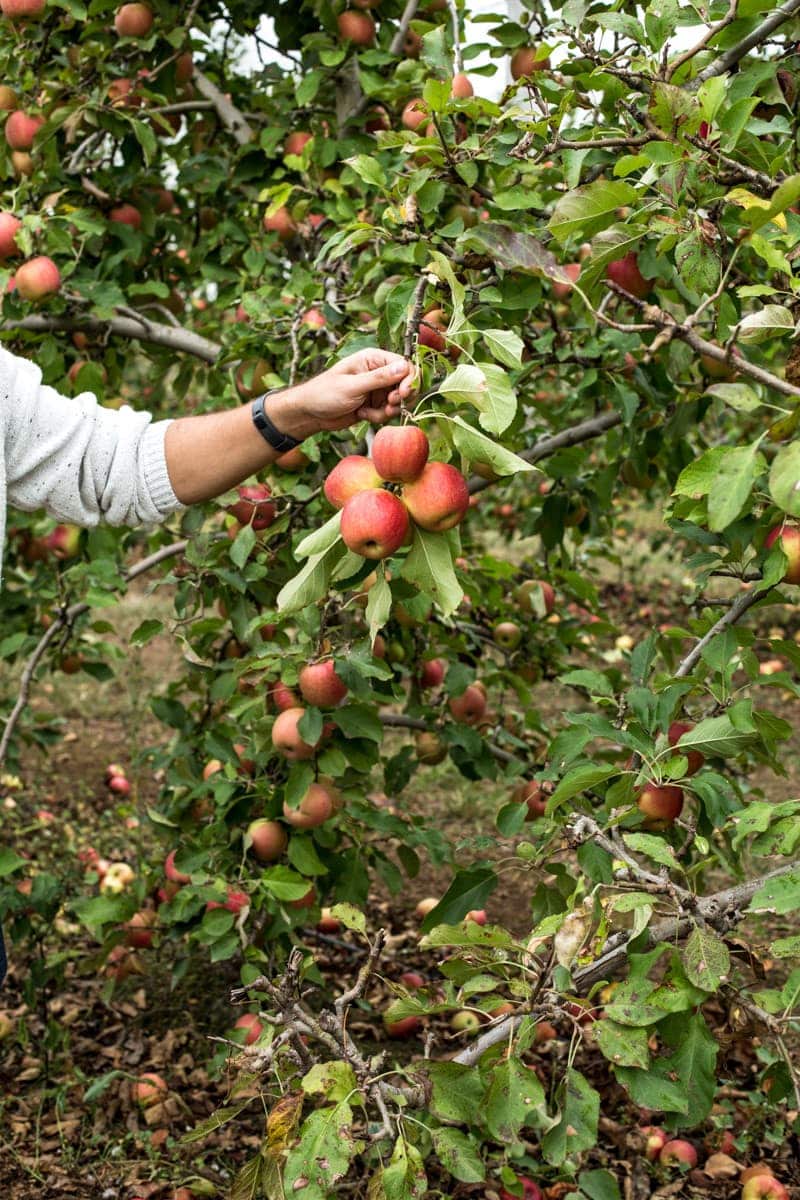 Apple Picking In Sydney