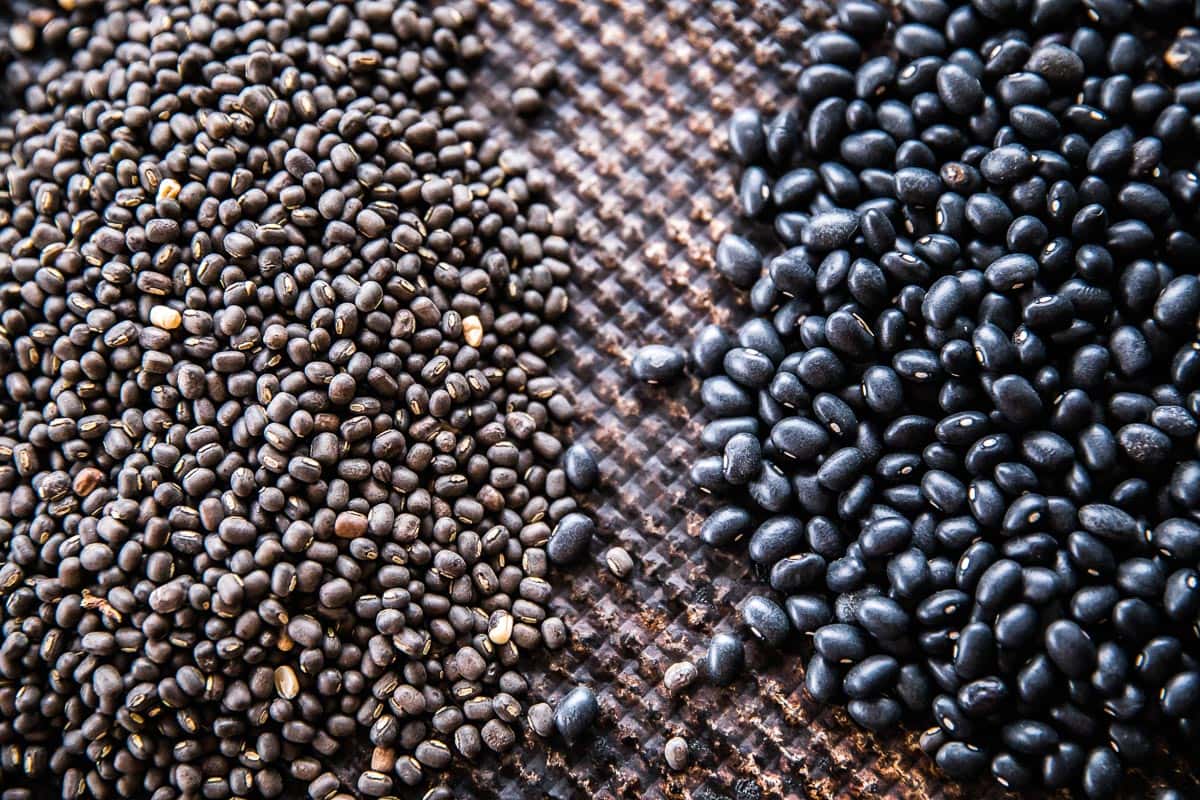 Side by side comparison of black urad dal and black turtle beans.