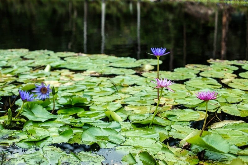 A Day At Billabong Retreat In Sydney - Cook Republic #yoga #wellness #meditation #mindfulness