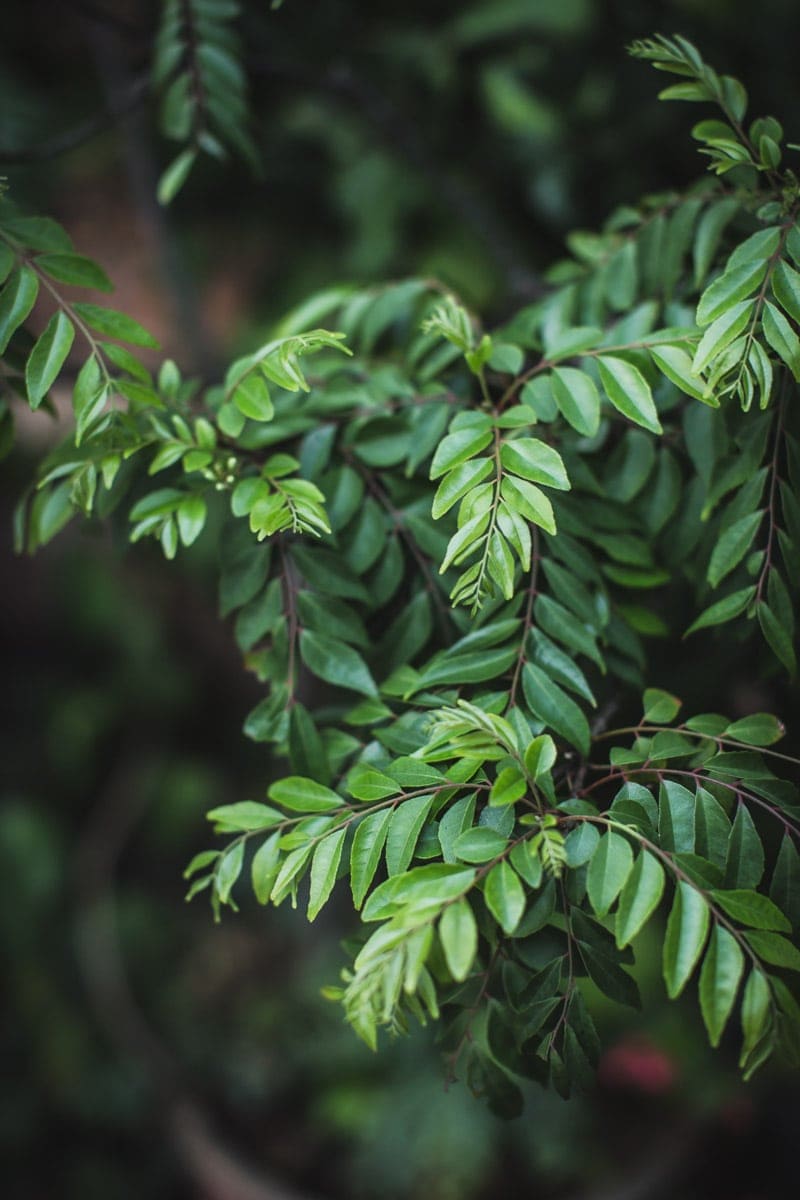 Curry Leaf - Cook Republic / photo, Sneh Roy