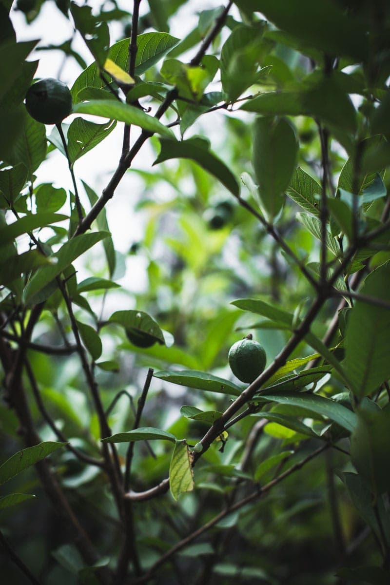 Indian Guavas - Cook Republic / photo, Sneh Roy