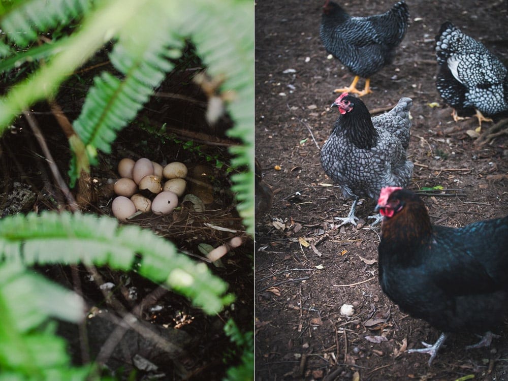Chickens Laying Secret Eggs In Garden - Cook Republic