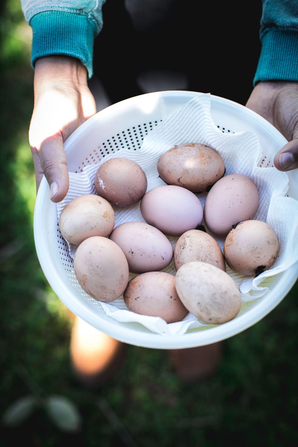 Chickens Laying Secret Eggs In Garden - Cook Republic