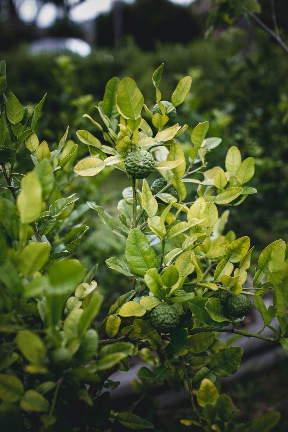 Kaffir Lime (Makrut) Tree - Cook Republic