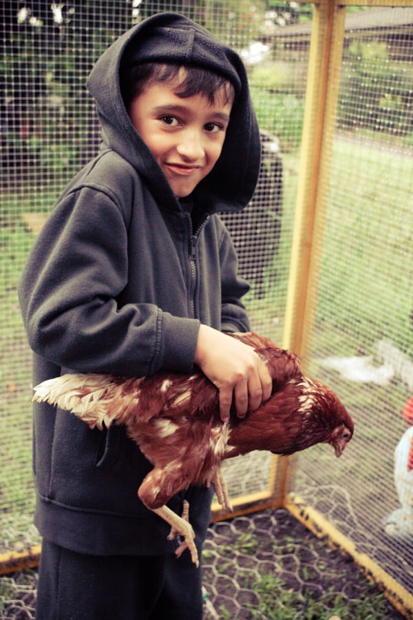 Petting Chooks